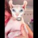 Este Gato Vive Como La Realeza 😂🐈