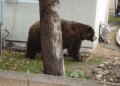 Autoridades da vida selvagem tranquilizam urso no bairro de Fillmore – NBC Los Angeles