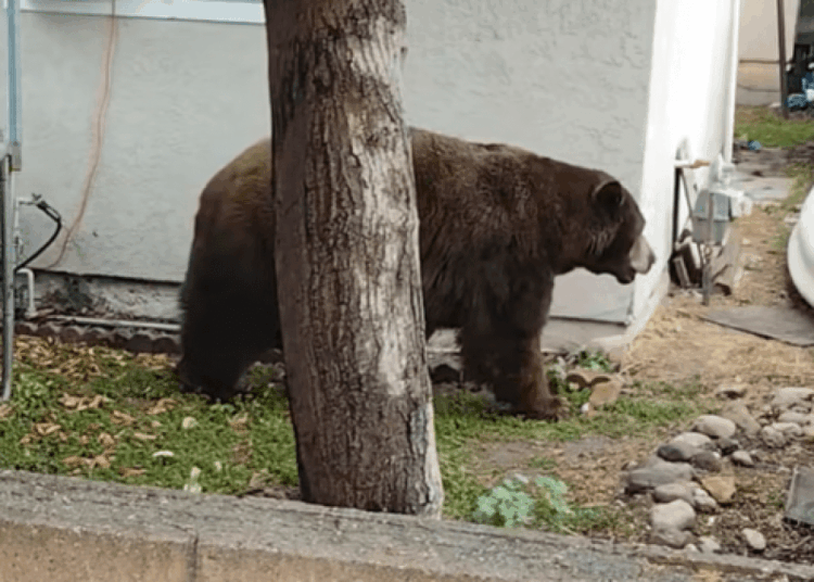 Autoridades da vida selvagem tranquilizam urso no bairro de Fillmore – NBC Los Angeles