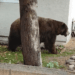 Autoridades da vida selvagem tranquilizam urso no bairro de Fillmore – NBC Los Angeles