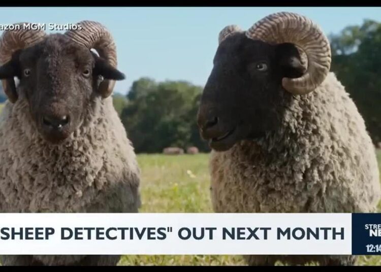 De olho no entretenimento: filme de detetives de ovelhas | Notícias
