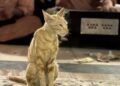 Delhiwale: gato do poeta, música do poeta