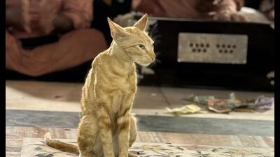 Delhiwale: gato do poeta, música do poeta