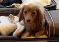 Este Dachshund recebeu tratamento de celebridade de comissários de bordo no ar e não os culpamos