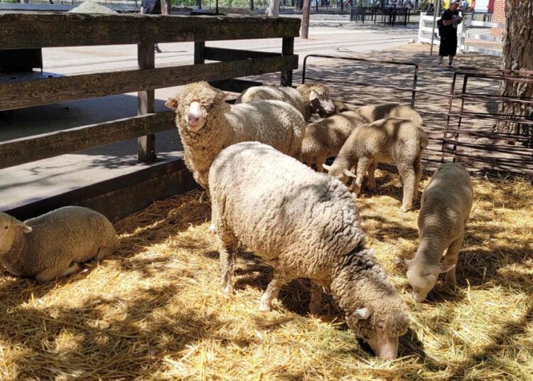 Museus da área de Sacramento celebram o Mês da Terra com eventos especiais | Entretenimento
