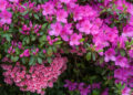 O Festival Anual de Flores de Wilmington apresenta flores sazonais deslumbrantes com entretenimento ao vivo