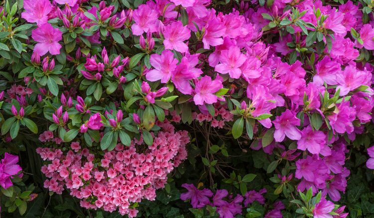 O Festival Anual de Flores de Wilmington apresenta flores sazonais deslumbrantes com entretenimento ao vivo