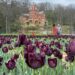O campo de tulipas negras da tatuadora Kat Von D atrai multidões para Vevay