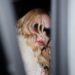 Ouça a nova música de Madonna, “I Feel So Free”