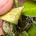 Plantas de buxo danificadas? Experimente estas alternativas