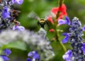 Precisa de novas plantas após o congelamento do inverno? Confira esses eventos de jardinagem