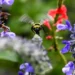 Precisa de novas plantas após o congelamento do inverno? Confira esses eventos de jardinagem