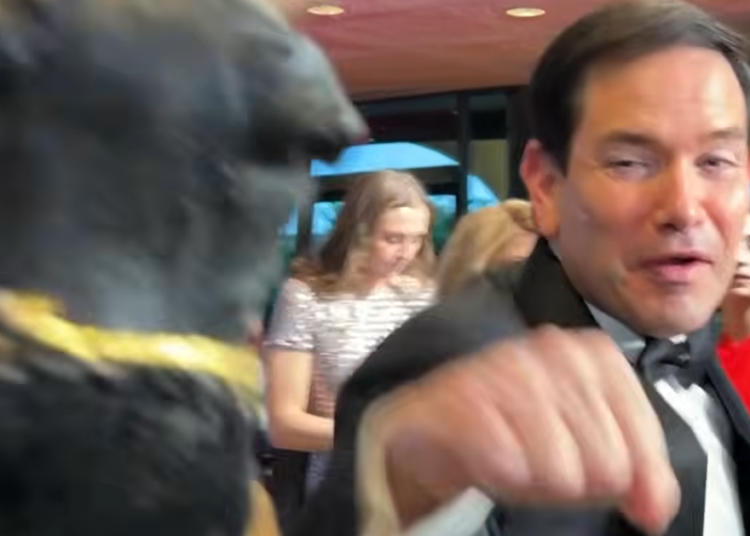 Triumph The Insult Comic Dog atrai Marco Rubio para um soco brincalhão
