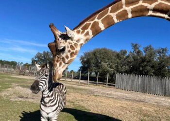 Uma zebra e uma girafa formam uma amizade improvável que está derretendo corações