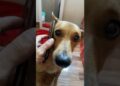 ESSA FOFOCA VIROU UM CAOS 😂🐶 Cachorros Engraçados (IMPOSSÍVEL NÃO RIR!) #viral #animal #humor