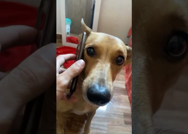 ESSA FOFOCA VIROU UM CAOS 😂🐶 Cachorros Engraçados (IMPOSSÍVEL NÃO RIR!) #viral #animal #humor