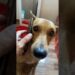 ESSA FOFOCA VIROU UM CAOS 😂🐶 Cachorros Engraçados (IMPOSSÍVEL NÃO RIR!) #viral #animal #humor