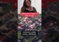 A Malevola chegou na casa do jojo #fyy #live #cortes #fofocas #viral