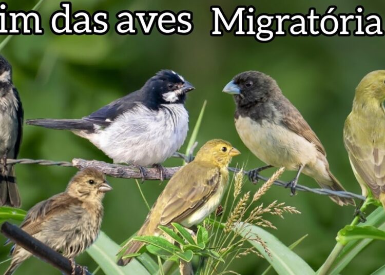 O FIM DA MIGRAÇÃO: Flagrantes de Bigodinho, Coleiro Baiano e a Realeza do Sertão nas Capineiras! 🐦🌵
