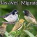 O FIM DA MIGRAÇÃO: Flagrantes de Bigodinho, Coleiro Baiano e a Realeza do Sertão nas Capineiras! 🐦🌵