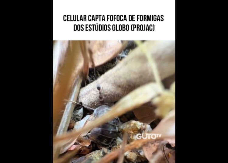 Fofoca de formigas no PROJAC?  #animaisdublados