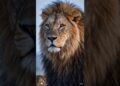 O REINO DO LEÃO: Símbolo de Coragem e Realeza! 🦁👑 | #ReinoDoLeão #SímboloDePoder #CoragemERealeza