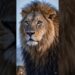 O REINO DO LEÃO: Símbolo de Coragem e Realeza! 🦁👑 | #ReinoDoLeão #SímboloDePoder #CoragemERealeza