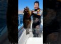 Gulf Reef Royalty