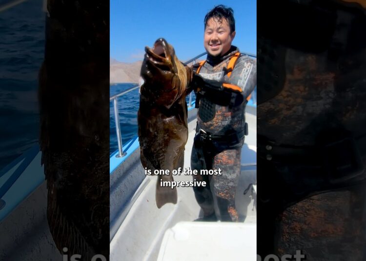 Gulf Reef Royalty