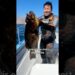 Gulf Reef Royalty