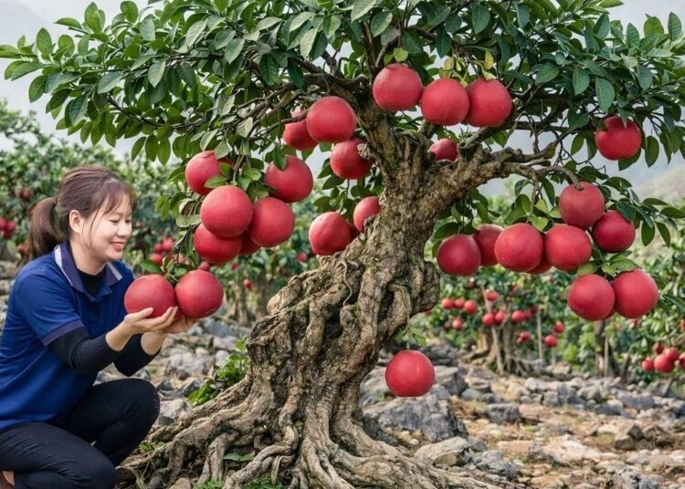 COLHEITA INACREDITÁVEL! Pomelos Vermelhos RAROS Reservados Para a Realeza | Vida Real no Campo