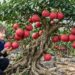 COLHEITA INACREDITÁVEL! Pomelos Vermelhos RAROS Reservados Para a Realeza | Vida Real no Campo