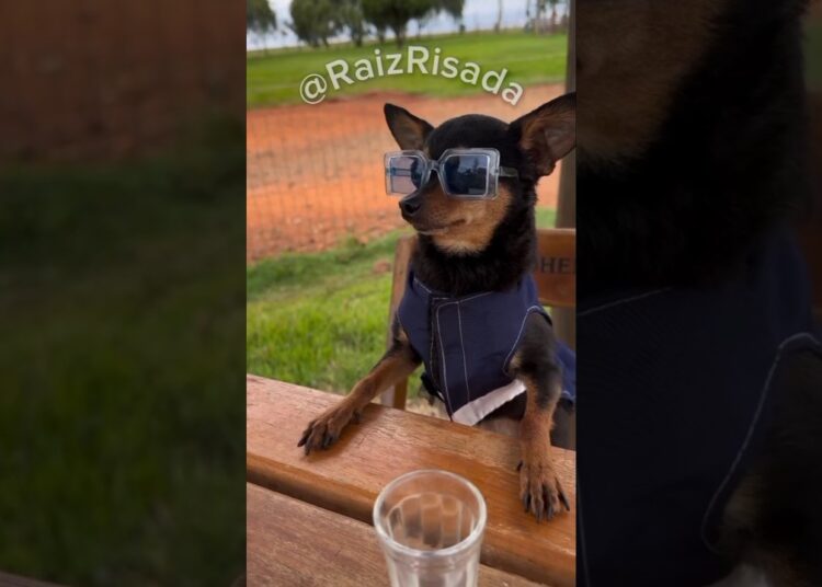 A Fofoca do Chamego entre Cleitinho Fubá e Claudete chega no bar do Osso Quebrado!!!👀😱 #cachorro