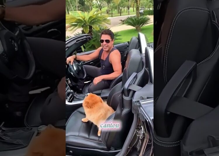 ZEZÉ E SERENATA PARA CACHORRINHA #noticias #famosos #celebridades #shorts