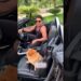 ZEZÉ E SERENATA PARA CACHORRINHA #noticias #famosos #celebridades #shorts