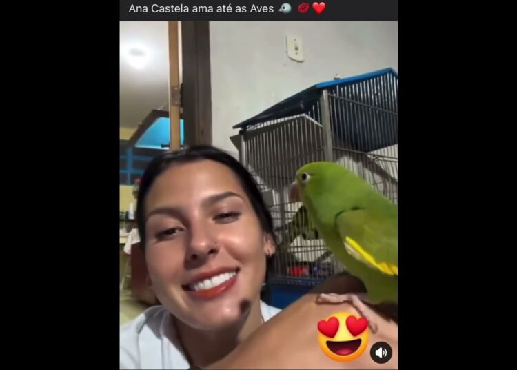 Será que Ana ama animais? #zefelipe #ultimasnoticia #fofoca #anacastela