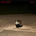 Baby Dave – ‘billy’: Nova música sexta-feira