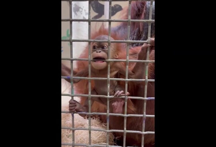 Bebê orangotango Ruhana, já uma celebridade, rói grade de metal em exposição no Zoológico de Memphis