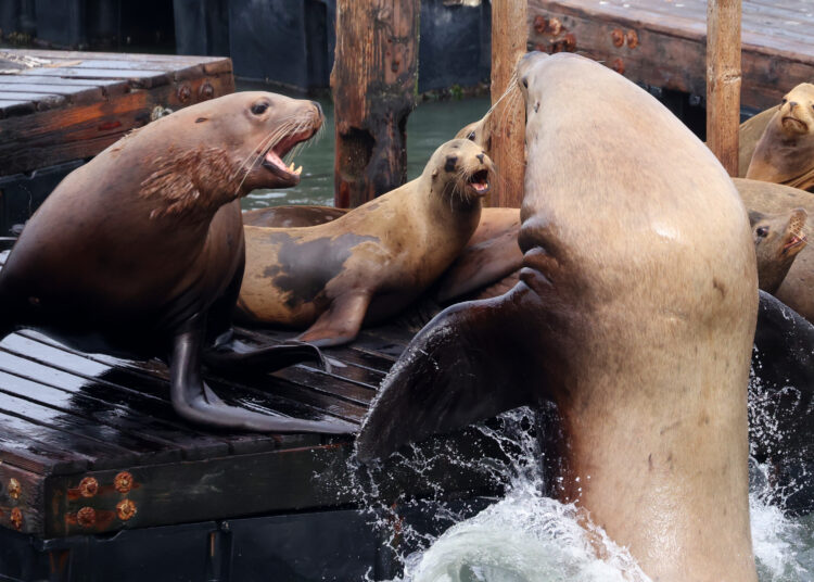 Chonkers é a grande celebridade em busca de carinho que São Francisco anseia – Monterey Herald