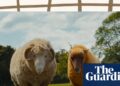 De The Sheep Detectives a Rivals: seu guia completo de entretenimento para a próxima semana | Cultura