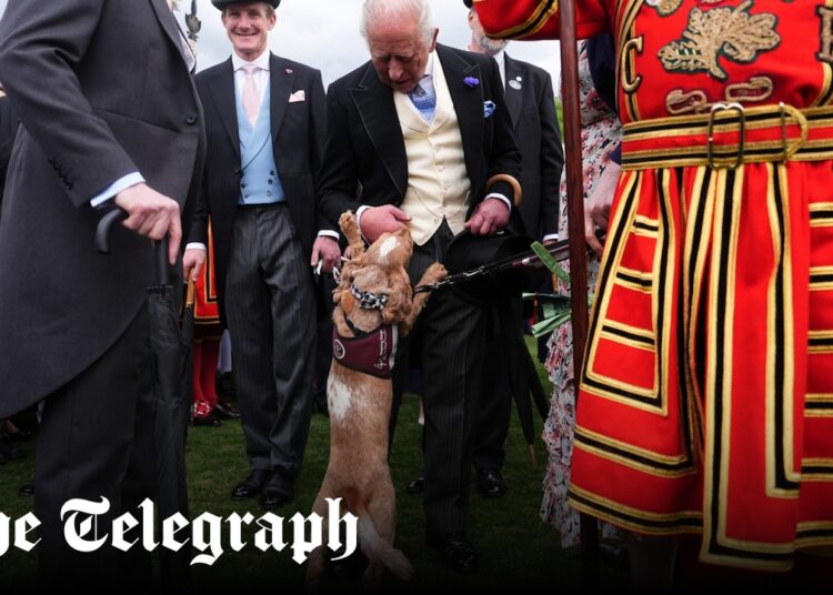 Família real faz amizade com cocker spaniel destruindo gramado do Palácio de Buckingham