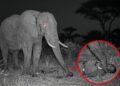 História viral do elefante Kruger e notícias falsas sobre gravidez real