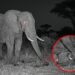 História viral do elefante Kruger e notícias falsas sobre gravidez real