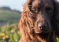 Otto Royal Family Dog: Conheça Otto, o novo membro da família real britânica que acaba de completar 1 ano
