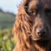 Otto Royal Family Dog: Conheça Otto, o novo membro da família real britânica que acaba de completar 1 ano