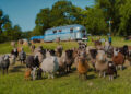 Por que os humanos estão migrando para “The Sheep Detectives”? Aqui está o que os críticos estão dizendo