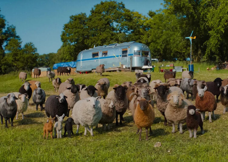 Por que os humanos estão migrando para “The Sheep Detectives”? Aqui está o que os críticos estão dizendo