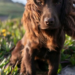 Príncipe William e Kate Middleton apresentam Otto