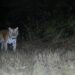 Tigre de Bengala Real avistado no Santuário de Vida Selvagem Memorial Arunachal Pradesh D Ering após quase 20 anos