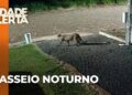 Onça-parda é flagrada por câmeras circulando pelas ruas de Realeza
